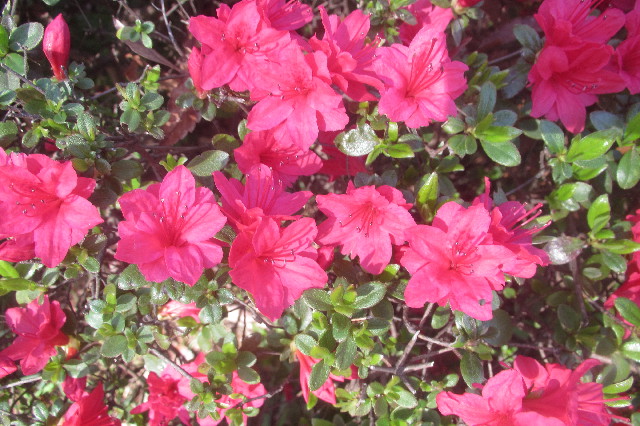 ファイル 3559-2.jpg