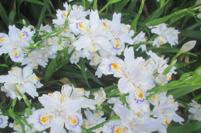 ファイル 3559-4.jpg