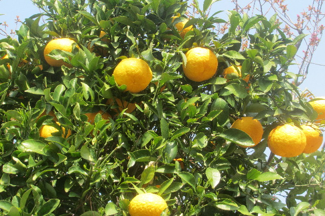 ファイル 3563-1.jpg