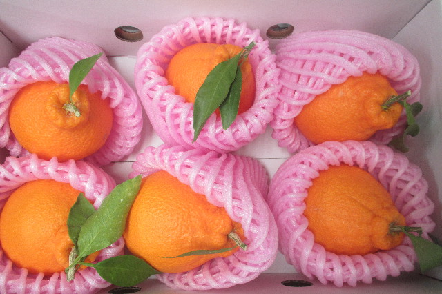 ファイル 3579-1.jpg