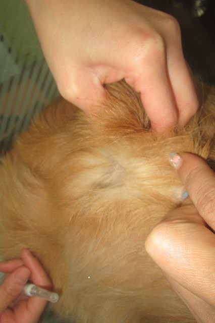 ファイル 3580-2.jpg