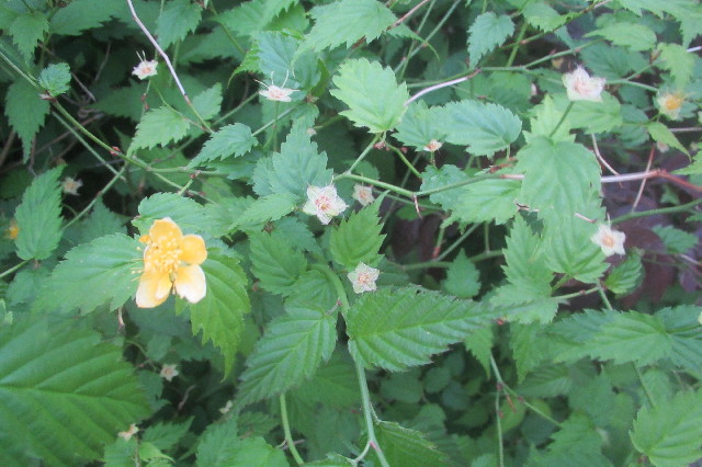 ファイル 3586-3.jpg