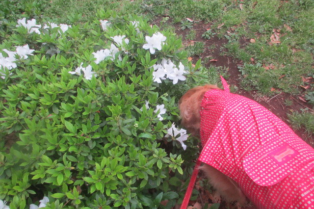 ファイル 3589-2.jpg