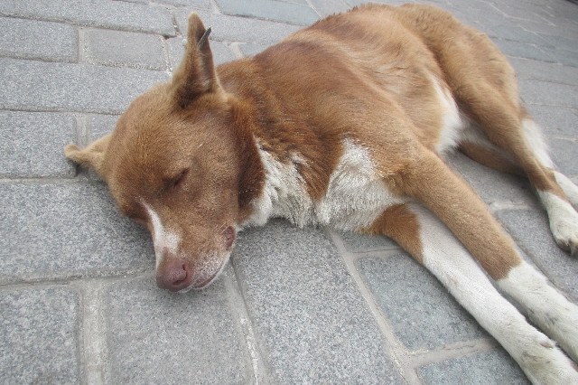 ファイル 3629-2.jpg