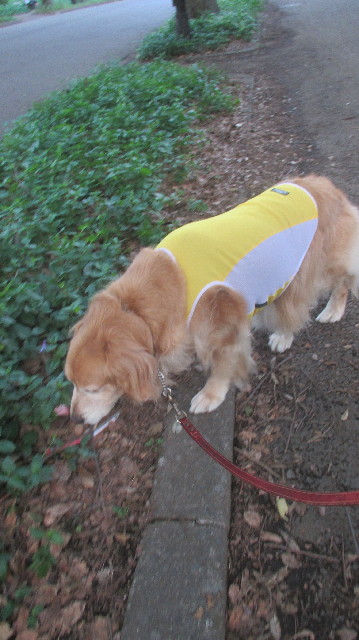 ファイル 3662-1.jpg