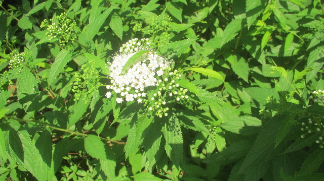 ファイル 3664-3.jpg