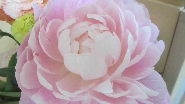 ファイル 3665-1.jpg