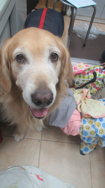 ファイル 3667-1.jpg