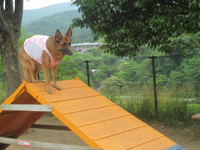 ファイル 3672-2.jpg