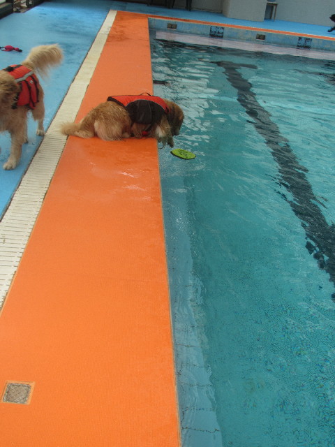 ファイル 3675-1.jpg