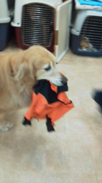 ファイル 3681-1.jpg