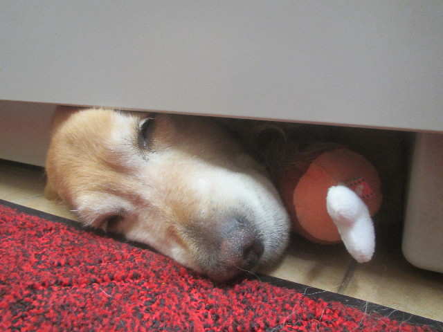 ファイル 3682-5.jpg