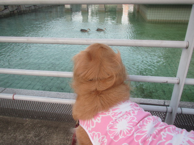 ファイル 3685-5.jpg