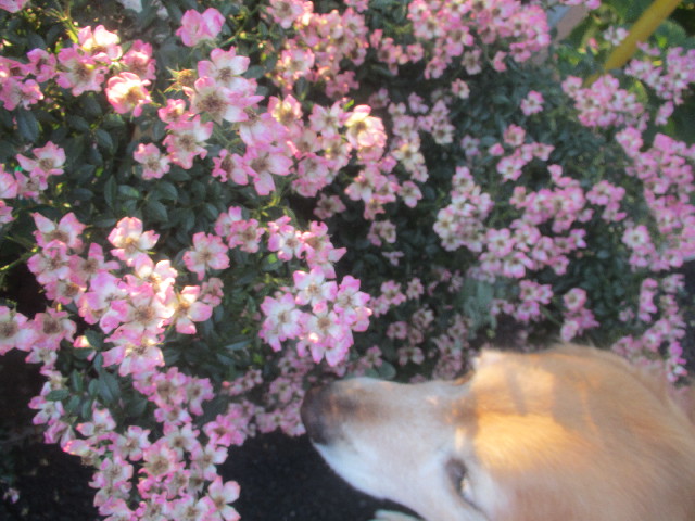 ファイル 3692-2.jpg