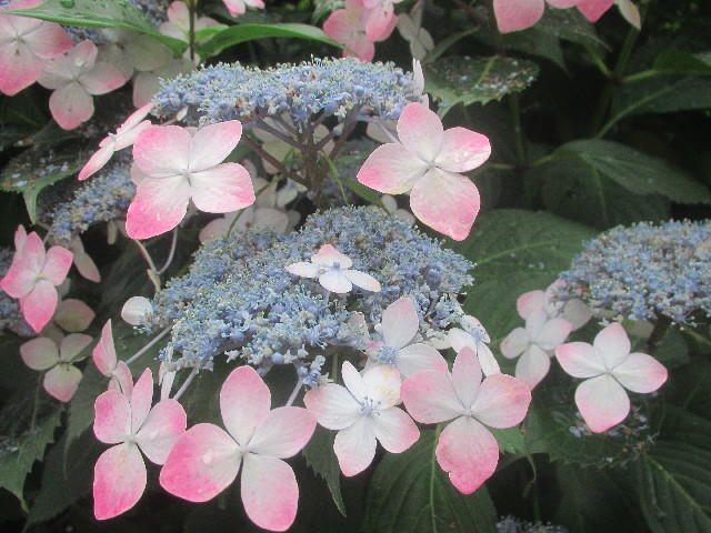 ファイル 3695-5.jpg