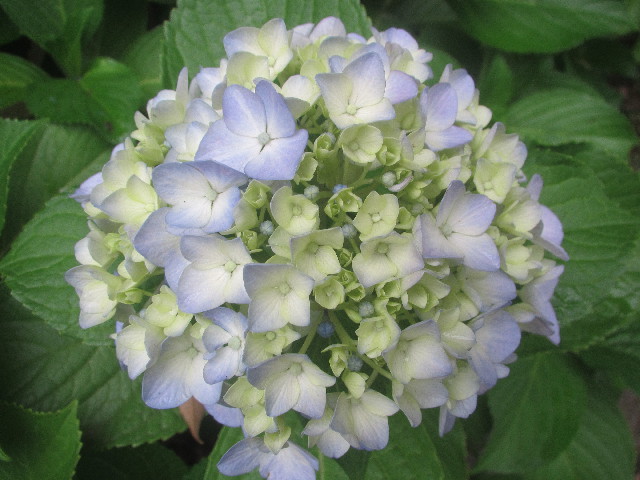 ファイル 3707-1.jpg