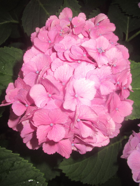 ファイル 3707-4.jpg