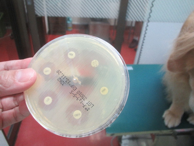 ファイル 3720-3.jpg