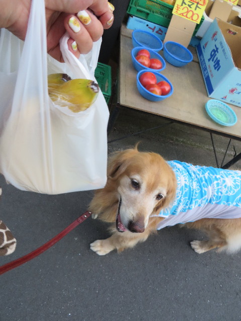 ファイル 3738-3.jpg