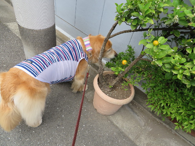 ファイル 3744-1.jpg