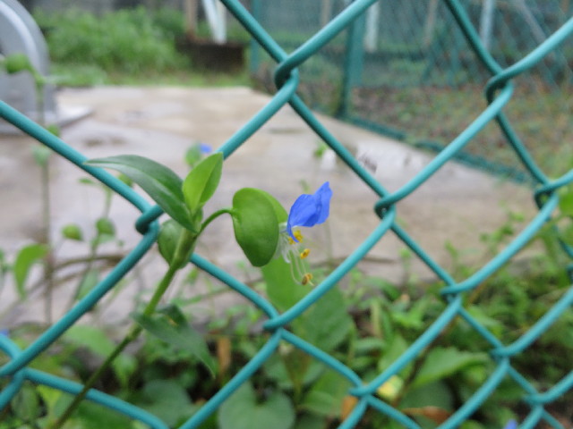 ファイル 3765-1.jpg