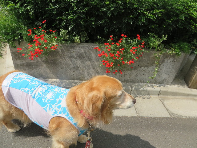 ファイル 3789-1.jpg