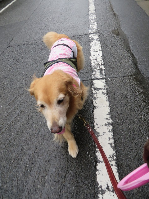 ファイル 3806-1.jpg