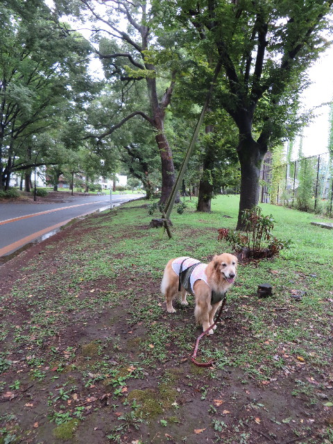 ファイル 3806-2.jpg