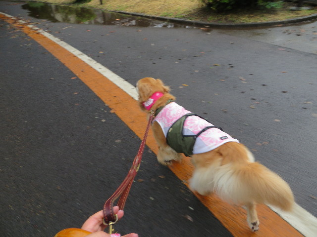 ファイル 3806-5.jpg