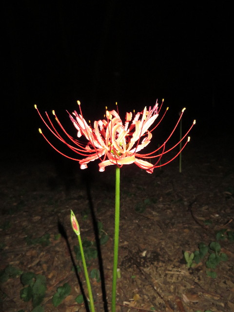 ファイル 3818-3.jpg