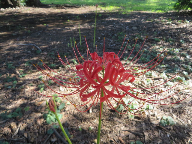 ファイル 3824-1.jpg