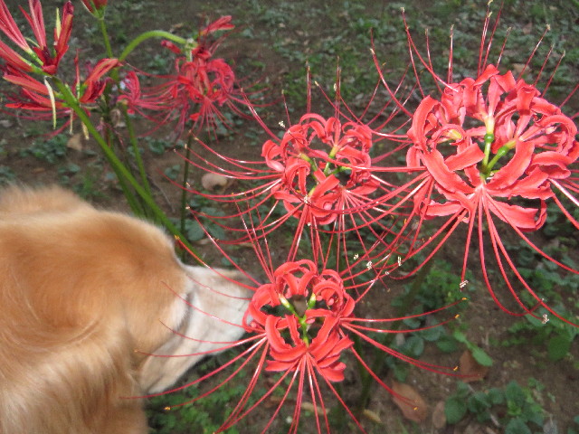 ファイル 3830-1.jpg