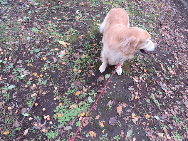 ファイル 3839-1.jpg