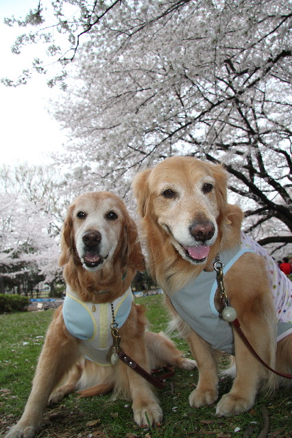 ファイル 3845-1.jpg