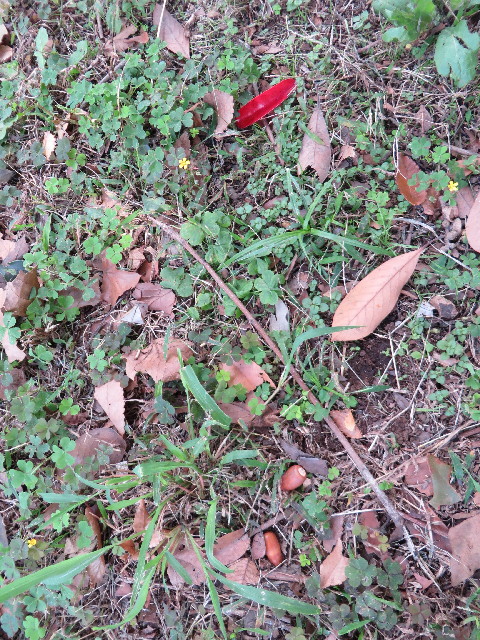 ファイル 3847-1.jpg