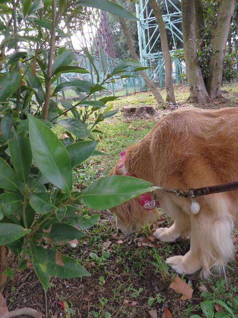 ファイル 3847-2.jpg