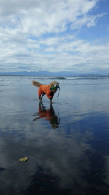 ファイル 3858-1.jpg