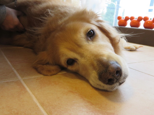 ファイル 3866-1.jpg