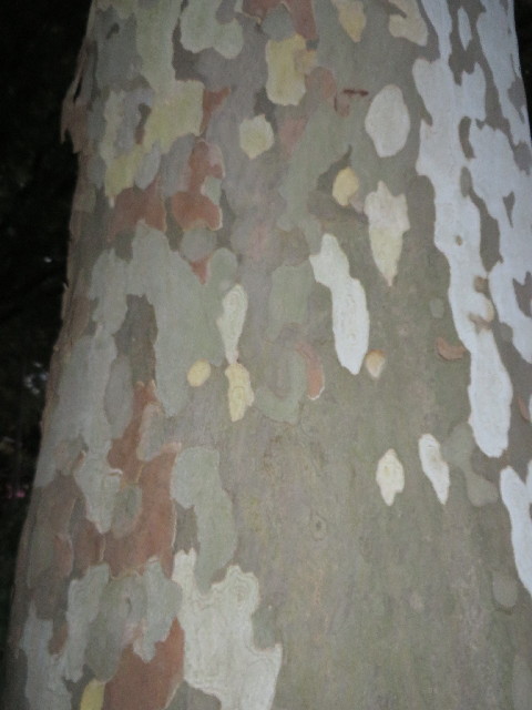 ファイル 3867-1.jpg