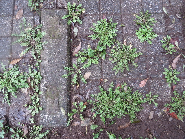 ファイル 3867-2.jpg