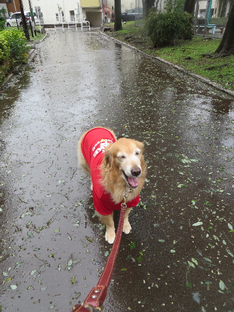 ファイル 3868-1.jpg