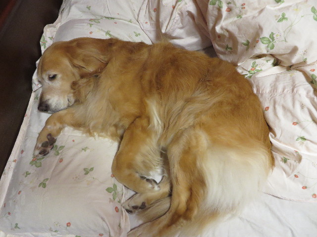 ファイル 3879-1.jpg