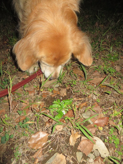 ファイル 3897-1.jpg