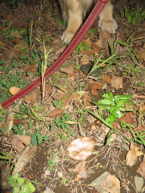 ファイル 3897-3.jpg