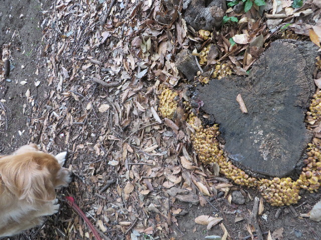 ファイル 3909-2.jpg