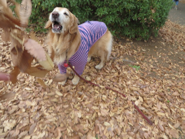 ファイル 3941-2.jpg