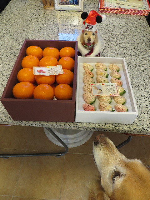 ファイル 3951-1.jpg