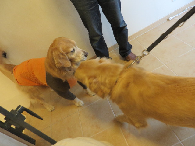 ファイル 3954-1.jpg