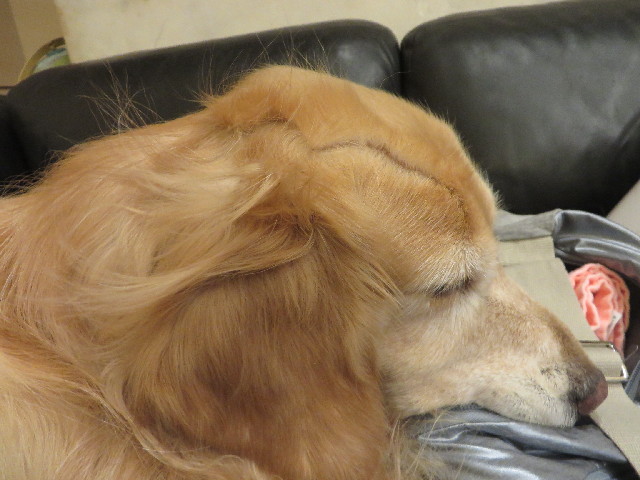 ファイル 3958-3.jpg