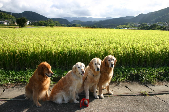 ファイル 396-3.jpg